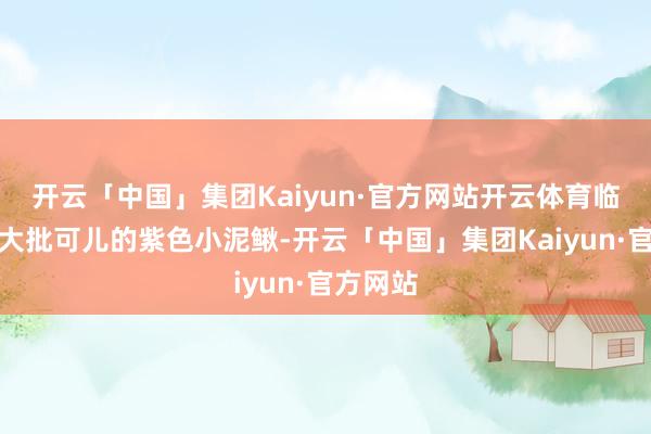 开云「中国」集团Kaiyun·官方网站开云体育临了形成大批可儿的紫色小泥鳅-开云「中国」集团Kaiyun·官方网站