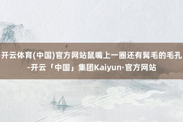 开云体育(中国)官方网站鼠嘴上一圈还有髯毛的毛孔-开云「中国」集团Kaiyun·官方网站